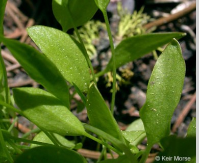 Ranunculus alismifolius