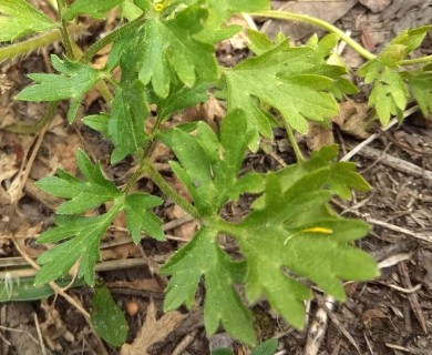 Ranunculus bulbosus