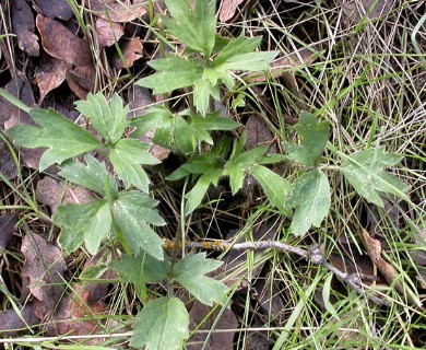 Ranunculus californicus