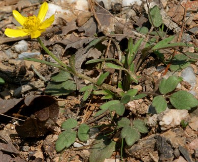 Ranunculus fascicularis