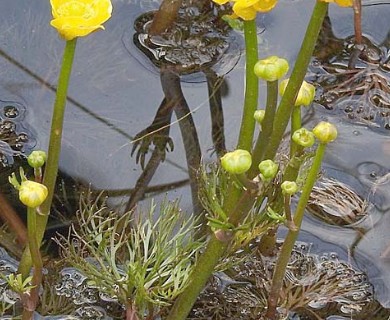 Ranunculus flabellaris