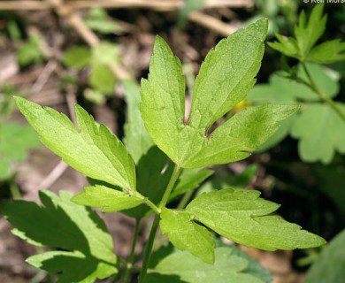 Ranunculus hispidus