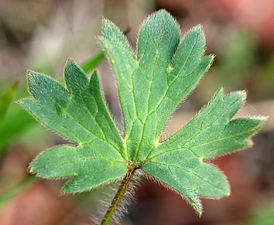 Ranunculus occidentalis