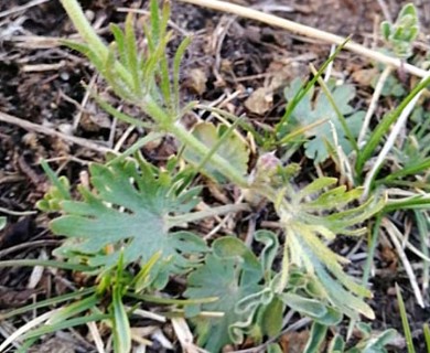 Ranunculus pedatifidus