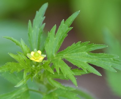 Ranunculus pensylvanicus