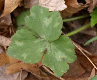 Ranunculus recurvatus