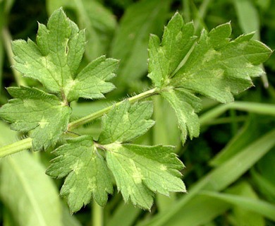 Ranunculus repens