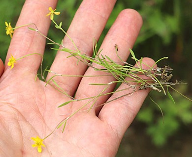 Ranunculus reptans