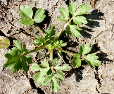 Ranunculus sardous