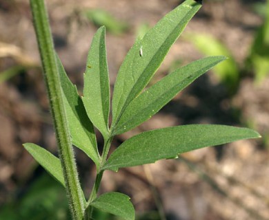 Ratibida pinnata