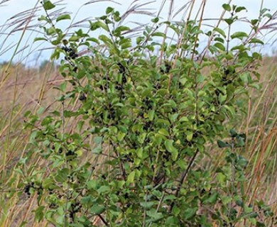 Rhamnus cathartica