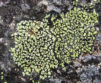 Rhizocarpon geographicum