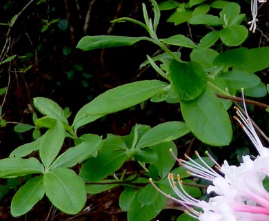 Rhododendron canescens