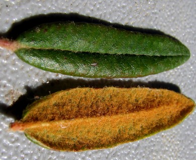 Rhododendron groenlandicum