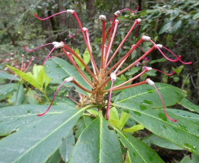 Rhododendron macrophyllum