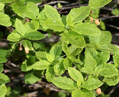 Rhododendron menziesii