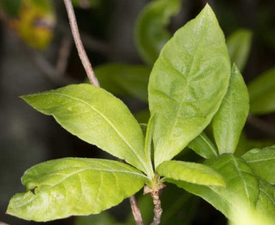 Rhododendron periclymenoides