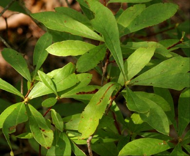 Rhododendron viscosum