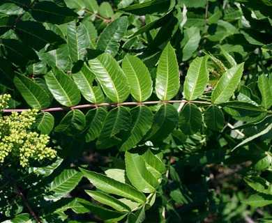 Rhus glabra