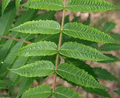 Rhus typhina