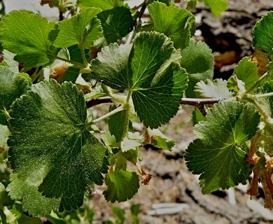 Ribes cereum