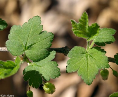 Ribes cynosbati