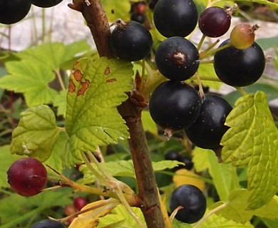 Ribes hudsonianum