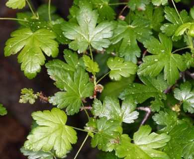 Ribes lacustre