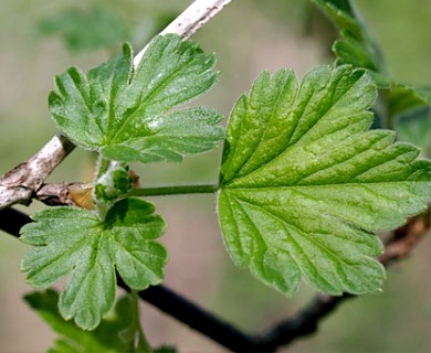 Ribes missouriense