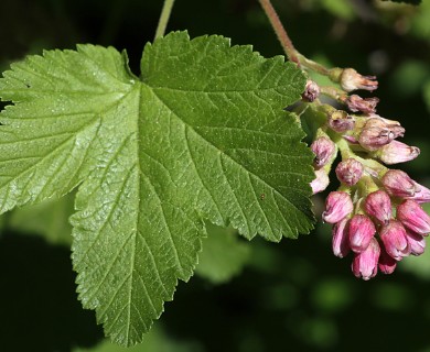 Ribes nevadense