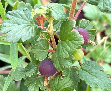 Ribes oxyacanthoides