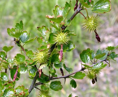 Ribes roezlii