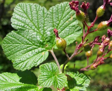 Ribes sanguineum