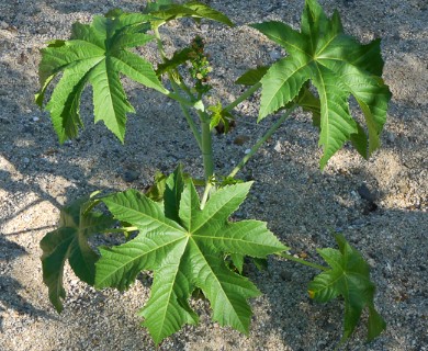 Ricinus communis