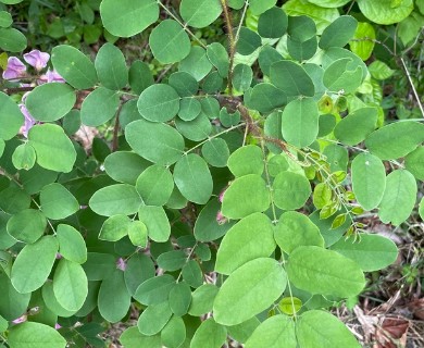 Robinia hispida