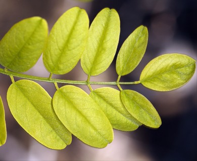 Robinia pseudoacacia