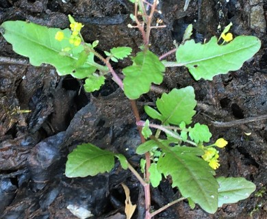 Rorippa barbareifolia
