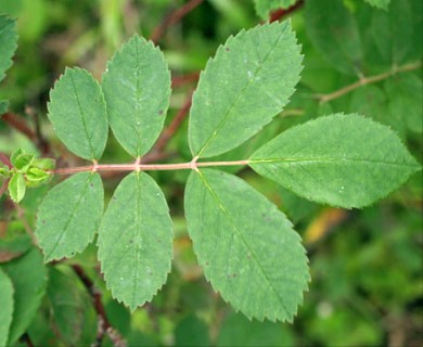 Rosa acicularis