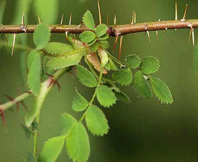 Rosa gymnocarpa