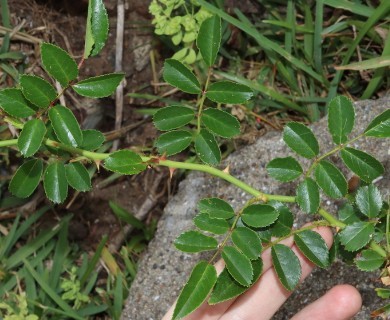 Rosa luciae