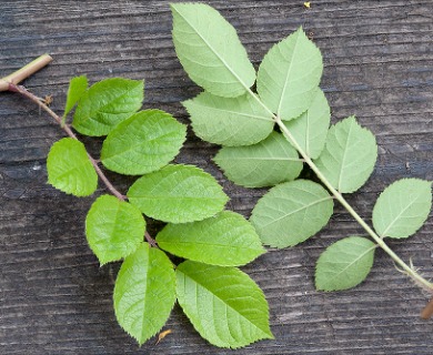 Rosa multiflora