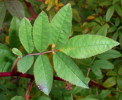 Rosa palustris