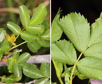 Rosa pisocarpa