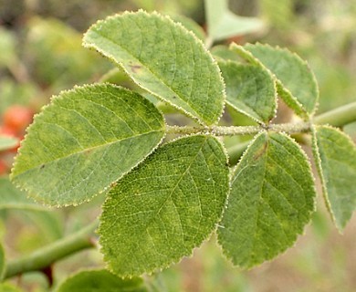 Rosa rubiginosa