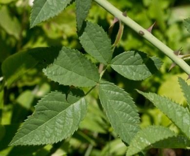 Rosa setigera