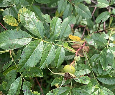 Rosa virginiana