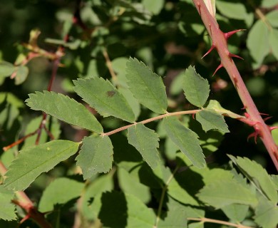 Rosa woodsii