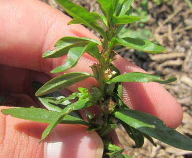 Rotala ramosior