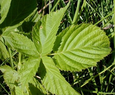 Rubus ablatus