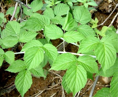 Rubus allegheniensis